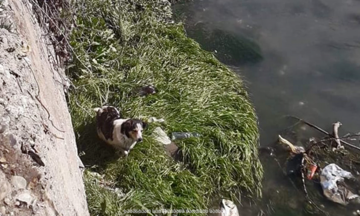 გორი - მეხანძრე-მაშველებმა მდინარე ლიახვში ჩავარდნილი ძაღლი უვნებლად ამოიყვანეს